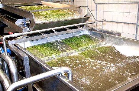 На Кубани произведено 127 млн банок зеленого горошка